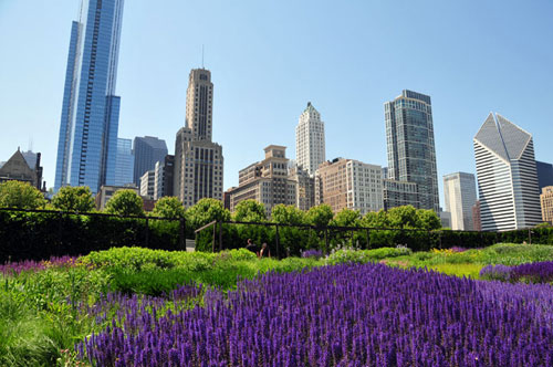 Chicago Public Greens