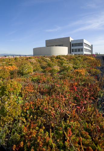 Green Roof at Ford HQ Irvine