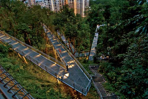 Singapore's Forest Walk